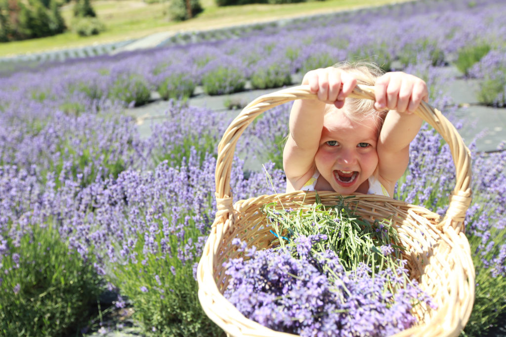 roguexplorers lavender farm